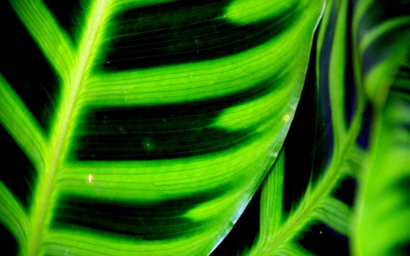 Blatt Makro Struktur Dunkel